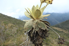 Espeletia barclayana
