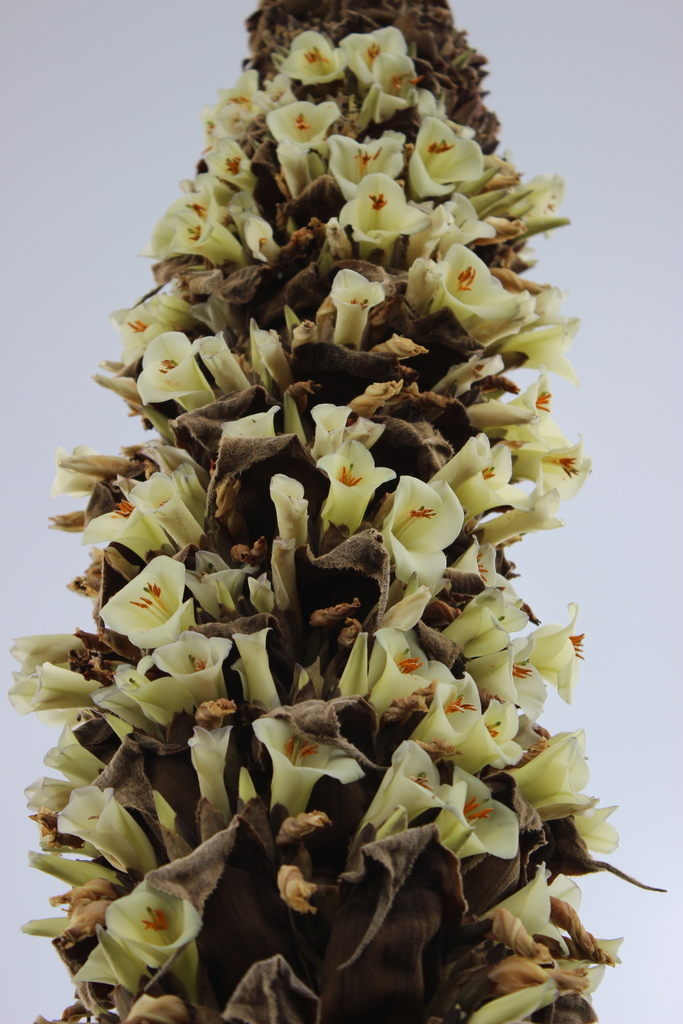Puya goudotiana