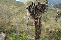 Espeletia barclayana