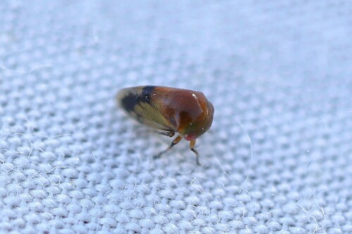 Micrutalis discalis