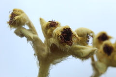 Espeletia barclayana