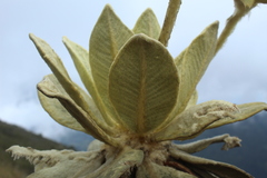 Espeletia barclayana