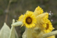 Espeletia barclayana
