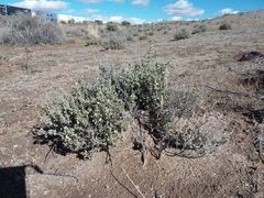 Atriplex obovata