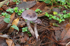 Cortinarius anomalus