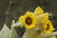 Espeletia barclayana