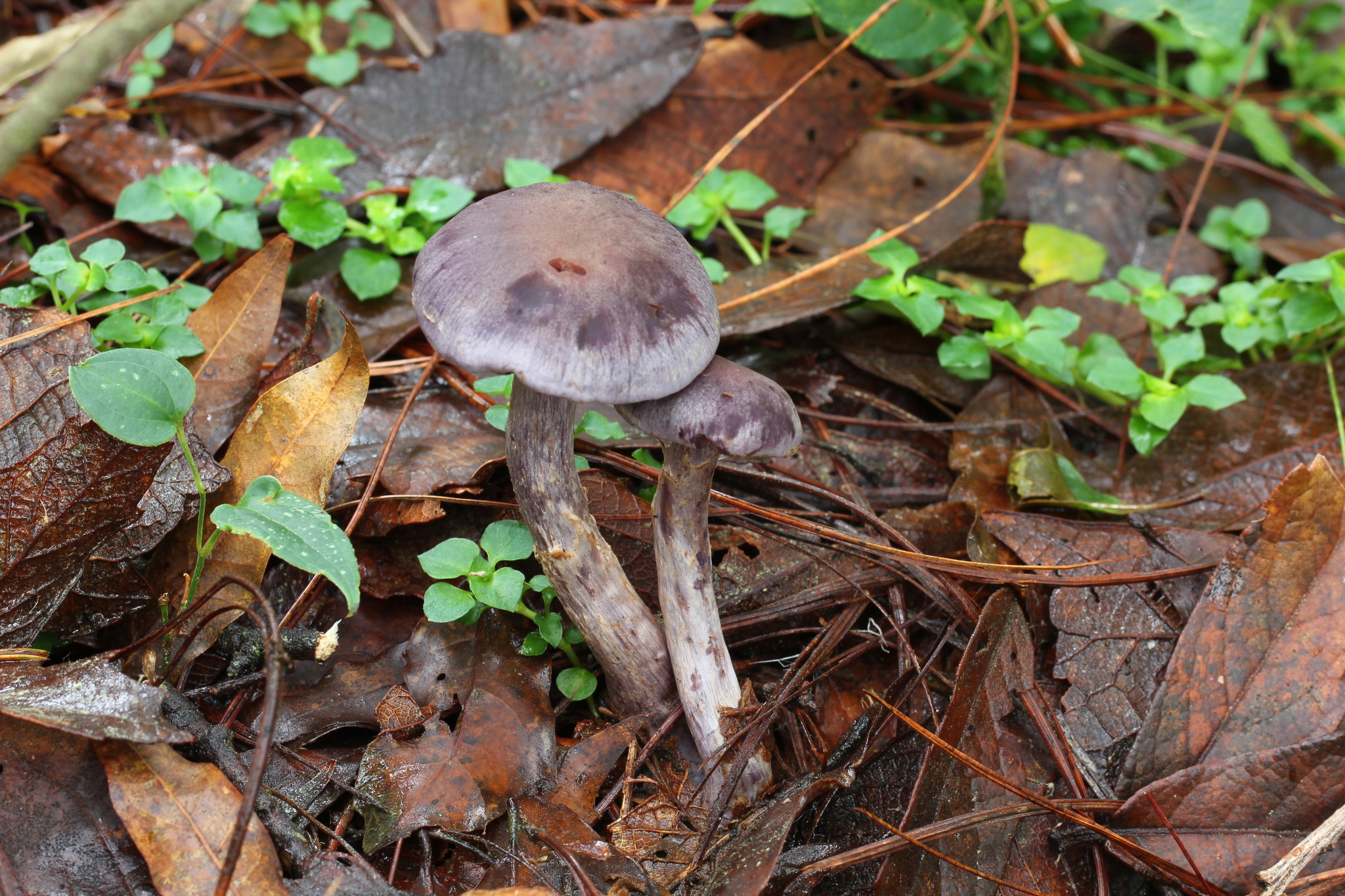 Cortinarius anomalus image