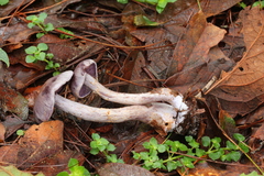 Cortinarius anomalus