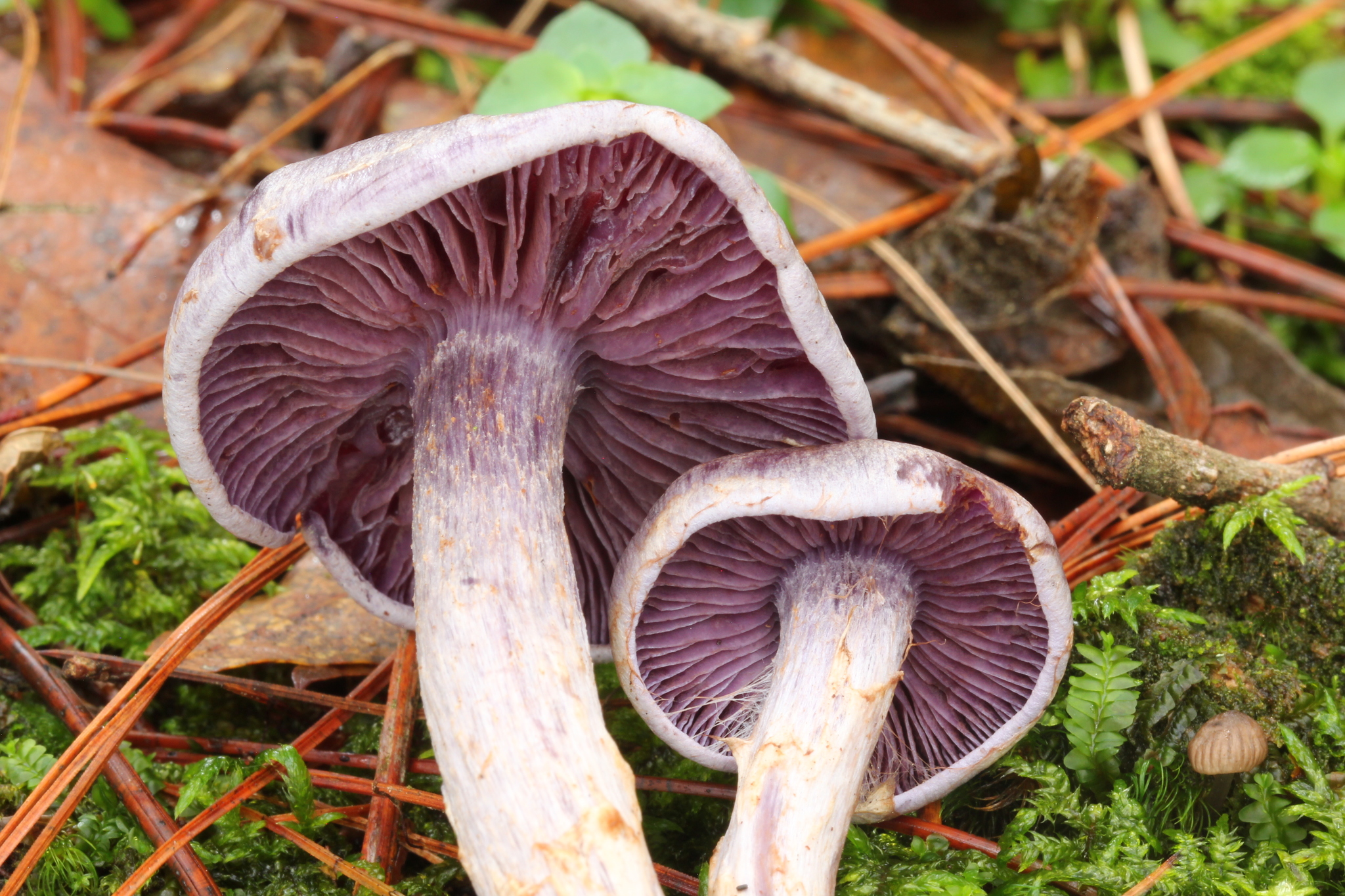 Cortinarius anomalus image