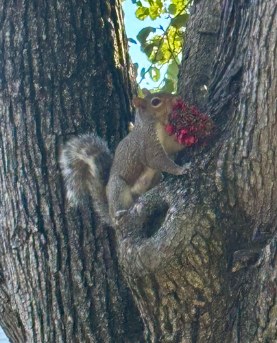Eastern Gray Squirrel
