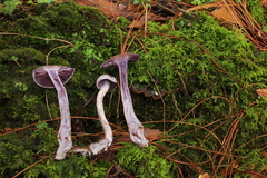 Cortinarius anomalus
