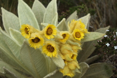 Espeletia barclayana