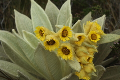 Espeletia barclayana