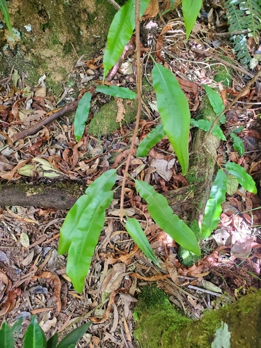 Oleandra distenta (Oleandra distenta)