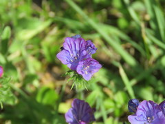 Echium plantagineum