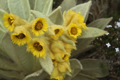Espeletia barclayana