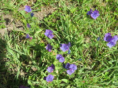 Echium plantagineum