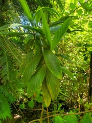 Bourbon Berry (Bertiera borbonica)