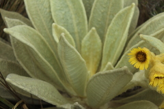 Espeletia barclayana