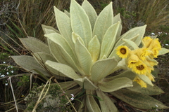 Espeletia barclayana