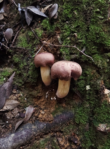Tylopilus rubrobrunneus