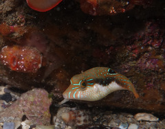 Canthigaster bennetti