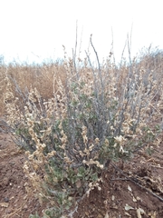 Atriplex obovata