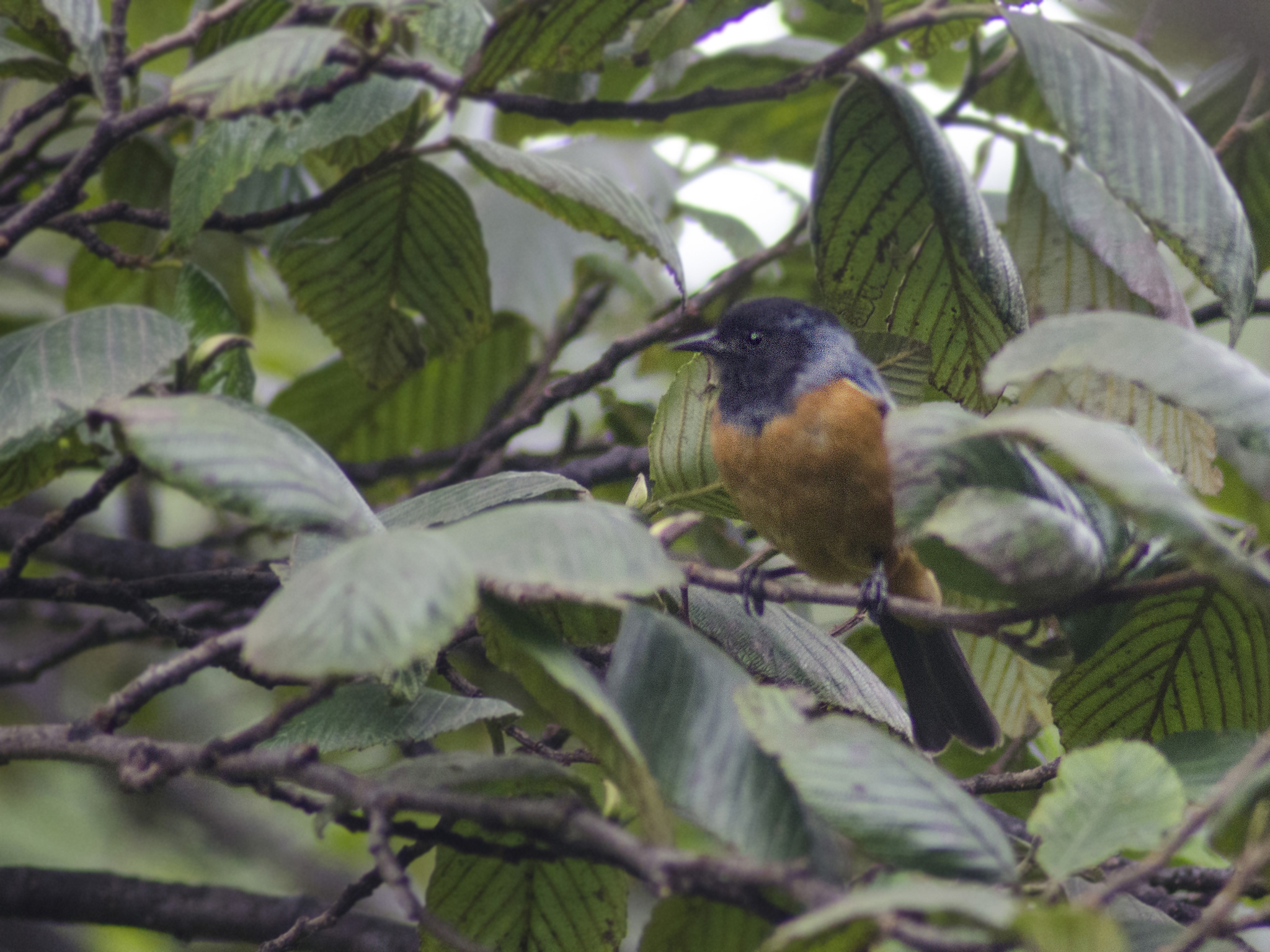 Blue-backed Conebill illustration