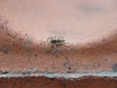 Salticidae