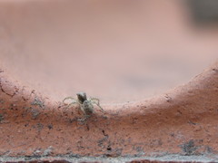 Salticidae