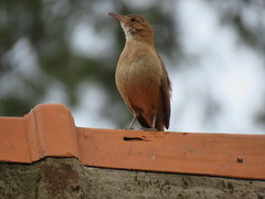 Furnarius rufus