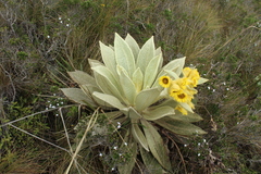 Espeletia barclayana