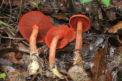 Cortinarius marylandensis