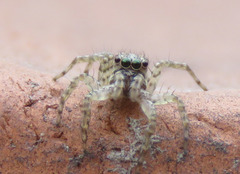 Salticidae