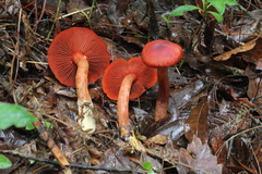 Cortinarius marylandensis