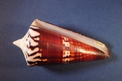 Conus generalis