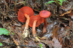 Cortinarius marylandensis