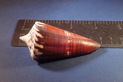 Conus generalis