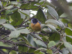 Conirostrum sitticolor