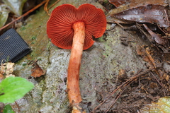 Cortinarius marylandensis