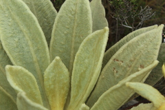 Espeletia barclayana