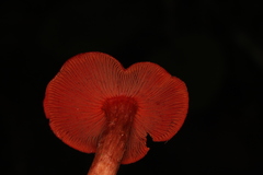Cortinarius marylandensis