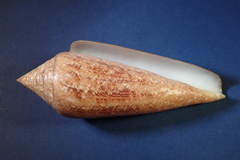 Conus gloriamaris