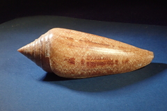 Conus gloriamaris