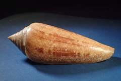 Conus gloriamaris