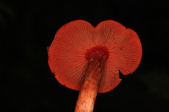 Cortinarius marylandensis