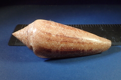Conus gloriamaris