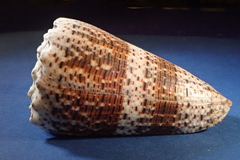 Conus imperialis