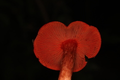 Cortinarius marylandensis