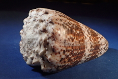 Conus imperialis